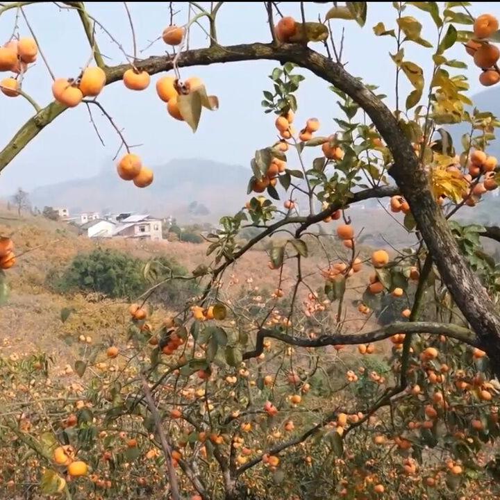 Christian Co. Historical Society hosting a Persimmon Party this weekend